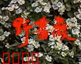 野蔷薇：被遗忘的誓言